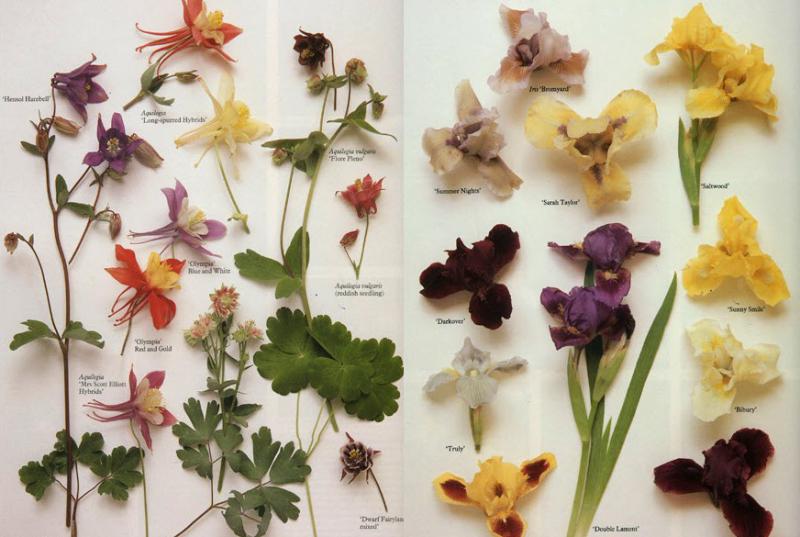 Botanica – гербарий из юношества